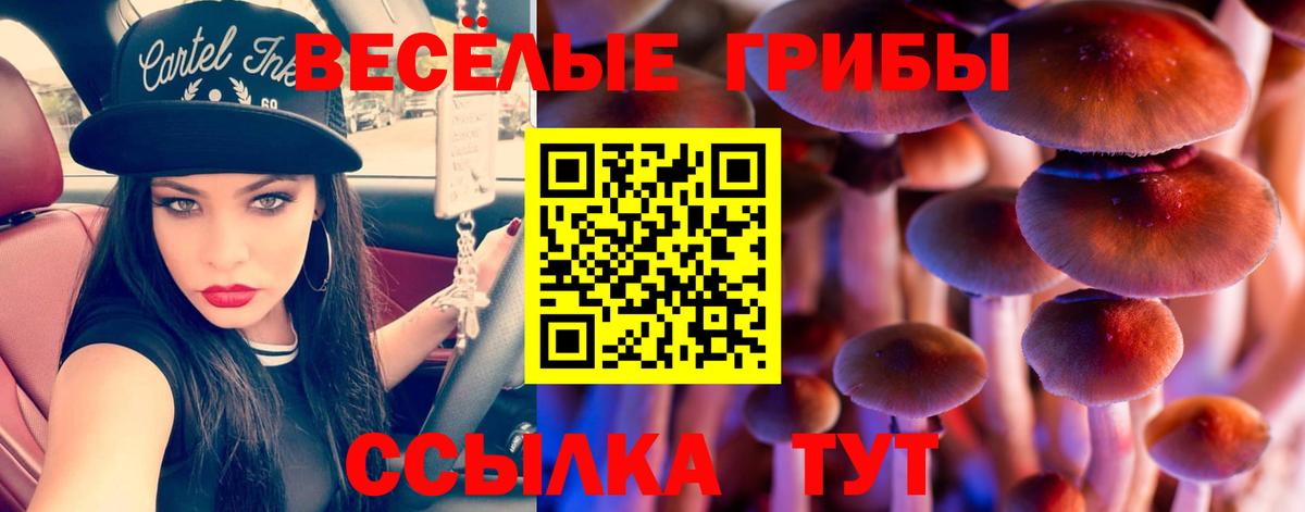 Балтийск  что такое наркотик  Вход с VPN  Галлюциногенные грибы Psilocybe 